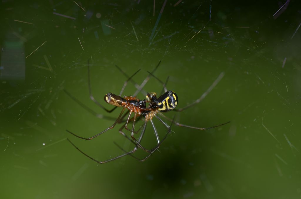 Linyphiidae ? S,  Neriene radiata - Oasi  di Alviano (TR)